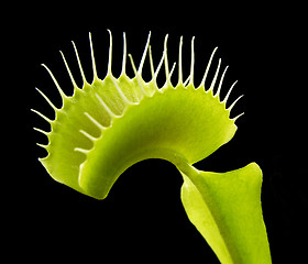 Image showing carnivorous plant detail