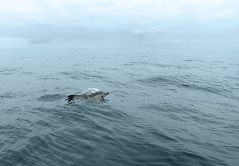 Image showing swimming dolphin