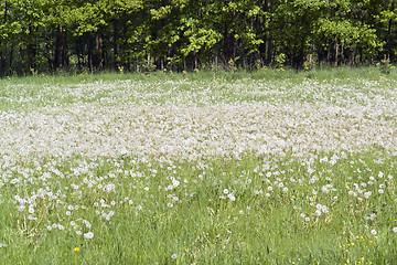 Image showing lots of dandelions