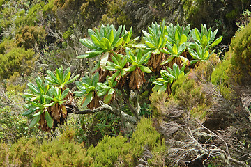 Image showing vegetation around Mount Muhabura in Uganda