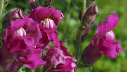 Image showing violet snapdragons