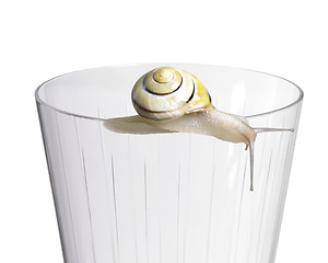 Image showing Grove snail on a drinking glass