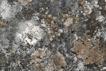Image showing weathered lichen background