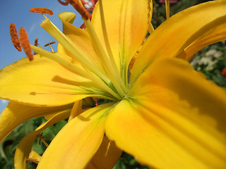 Image showing yellow flower closeup