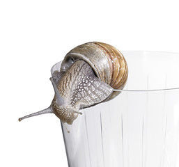 Image showing grapevine snail on drinking glass