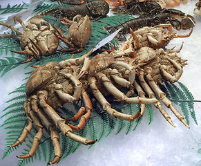 Image showing crustaceans