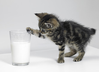 Image showing kitten touching a glass of milk