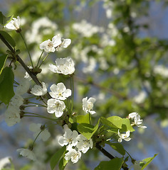 Image showing white blossoms on a twig at spring time