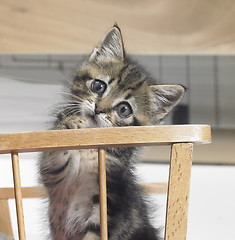 Image showing kitten in a wooden crib