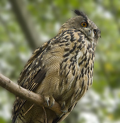 Image showing eagle owl