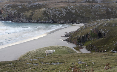 Image showing sheep at the coast