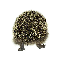 Image showing hedgehog walking away