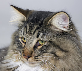 Image showing Norwegian Forest Cat portrait