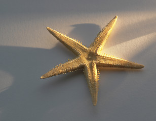Image showing starfish