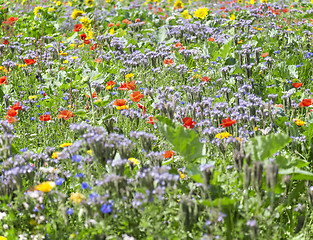 Image showing flowering meadow detail