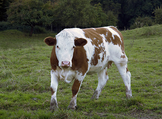 Image showing brown and white pied cow on feedlot