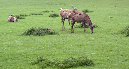 Image showing Red Deers on green grass