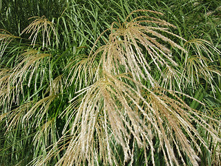 Image showing decorative grass detail