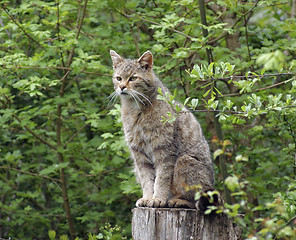 Image showing wildcat in natural ambiance