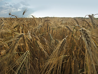 Image showing barley field