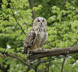 Image showing Long-eared Owl