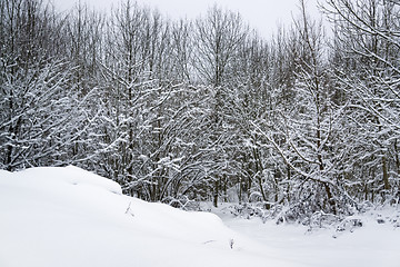 Image showing snowy forest detail