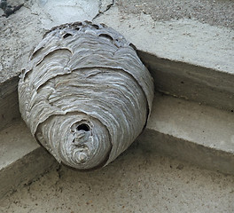 Image showing hornets nest under a roof overhang