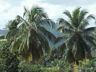 Image showing palm trees