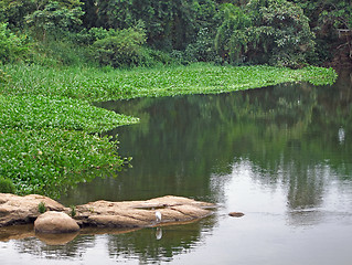 Image showing Victoria Nile waterside scenery
