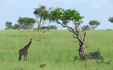 Image showing Giraffe in african savannah