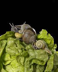 Image showing lettuce and snails closeup