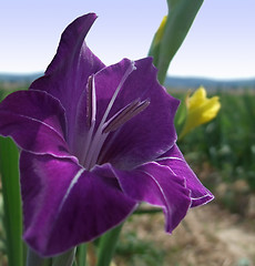 Image showing gladiolus flower
