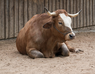 Image showing resting cattle