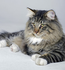 Image showing resting Norwegian Forest cat