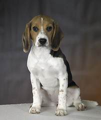 Image showing young dog portrait