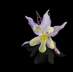 Image showing Aquilegia flower