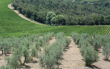 Image showing Chianti in Tuscany