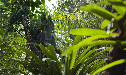 Image showing flourish jungle vegetation