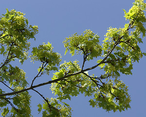 Image showing fresh green twigs in sunny ambiance