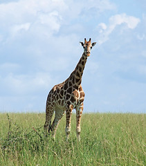 Image showing Giraffe in sunny ambiance