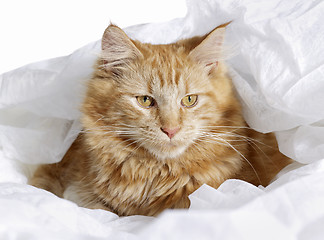 Image showing Maine Coon kitten