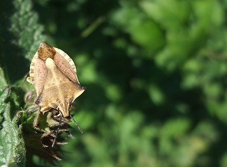 Image showing brown leaf-footed bug