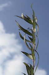 Image showing high grown stalk