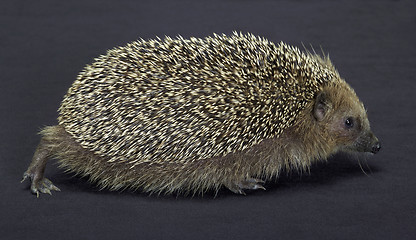 Image showing hedgehog in dark back