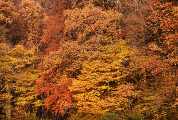 Image showing abstract autumn back