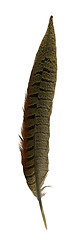 Image showing pheasant feather