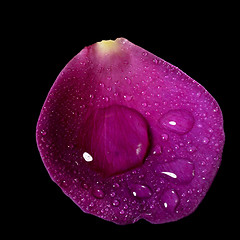 Image showing wet purple rose petal