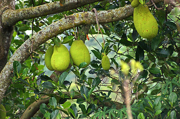 Image showing jackfruits in Africa