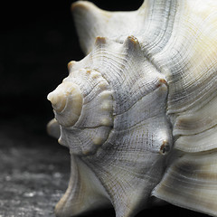 Image showing seashell closeup