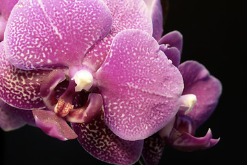 Image showing violet orchid flower
